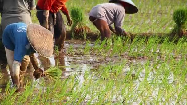 ブルリー 農民の柔らかい焦点は 雨季に米を栽培しています 彼らは植え付けの準備をするために水と泥で浸した バタン インドネシア2020年6月6日 — ストック動画