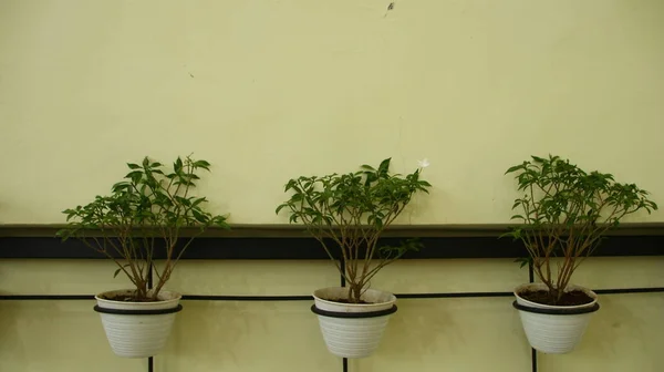 Groene Planten Potten Bevestigd Aan Muur Voor Een Frisse Blik — Stockfoto