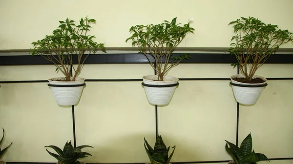 Groene Planten Potten Bevestigd Aan Muur Voor Een Frisse Blik — Stockfoto
