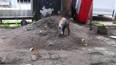 Kedi kaka yaparken, sonra toprağı kazarak gömer.