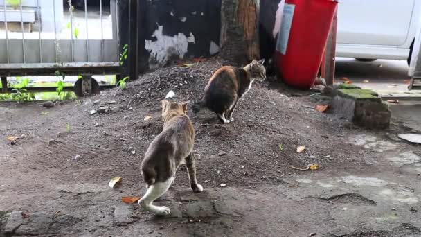 Kedi Kaka Yaparken Sonra Toprağı Kazarak Gömer — Stok video