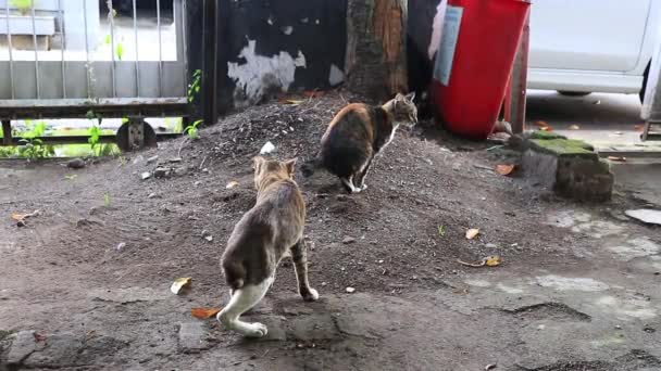 Kat Wanneer Poepen Het Zand Dan Begraven Door Krassen Grond — Stockvideo