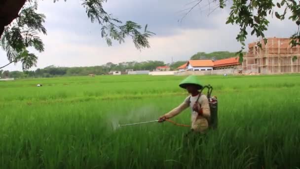 Mezőgazdasági Termelők Trágyát Permeteznek Rizsültetvényeikre Indonéziában 2020 Szeptember — Stock videók