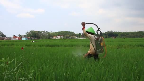 Agricultores Rocían Fertilizante Sus Plantas Arroz Pekalongan Indonesia Septiembre 2020 — Vídeos de Stock