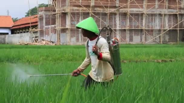 Jordbrukare Besprutning Gödselmedel Sina Risväxter Pekalongan Indonesien September 2020 — Stockvideo