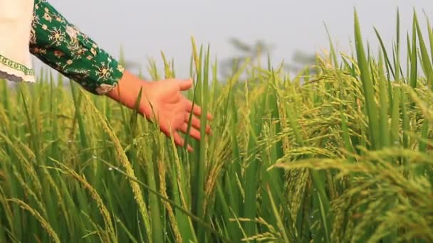 Mãos Das Crianças Pequenas Tocam Arroz Nos Campos — Vídeo de Stock