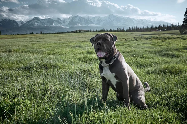 Cana corso cão sentado na grama verde contra o pano de fundo da paisagem montanhosa do outono Altai — Fotografia de Stock