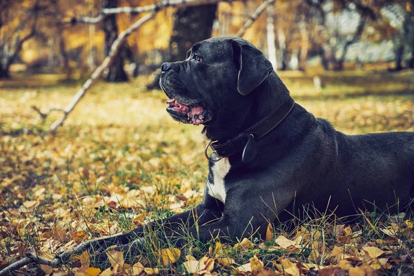 Cane corso hond opleggen herfst bladeren in een park — Stockfoto