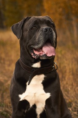 Gri Cane corso köpek sonbahar ormanda oturuyor 