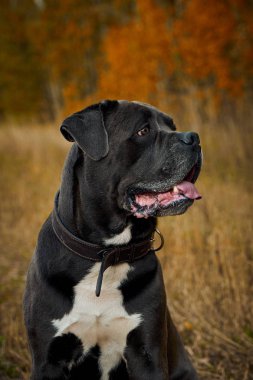 Gri Cane corso köpek sonbahar ormanda oturuyor 