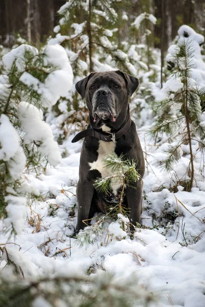 Szary Cane corso pies siedzi w zimowym lesie — Zdjęcie stockowe