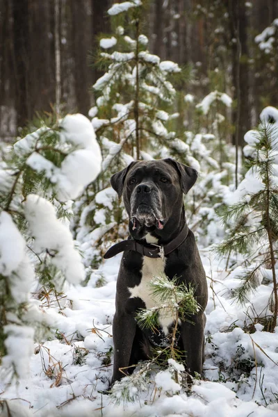 Caña gris corso perro está sentado en el bosque de invierno —  Fotos de Stock