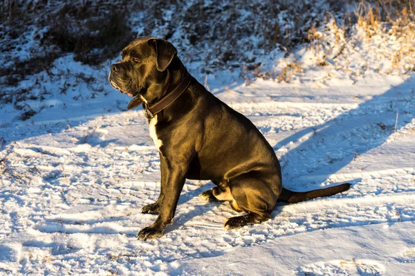 Тростниковый корсо-пес сидит на снегу — стоковое фото