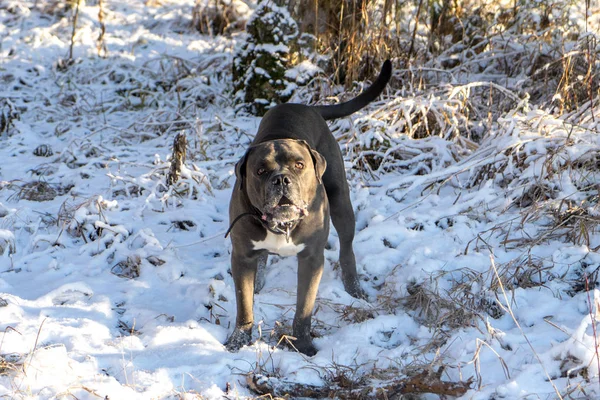 Cane corso perro quiere jugar —  Fotos de Stock