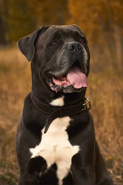 Γκρι Cane corso σκυλί κάθεται σε φθινοπωρινό δάσος — Φωτογραφία Αρχείου