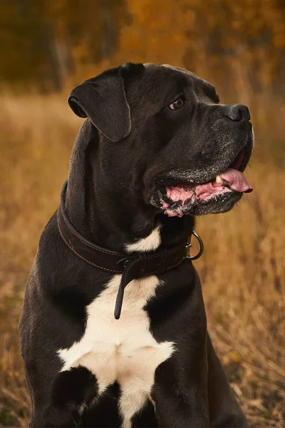 Szürke Cane corso kutya ül az őszi erdő — Stock Fotó