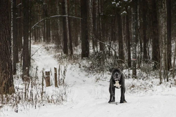В зимнем лесу с нетерпением ждет собака-поводырь — стоковое фото