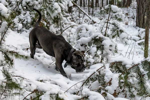Cão de cana corso passa pela floresta de inverno — Fotografia de Stock
