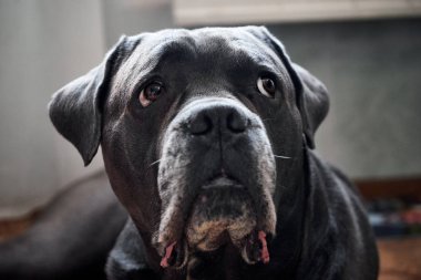 Gri Cane corso köpek bir yere yatıyor 