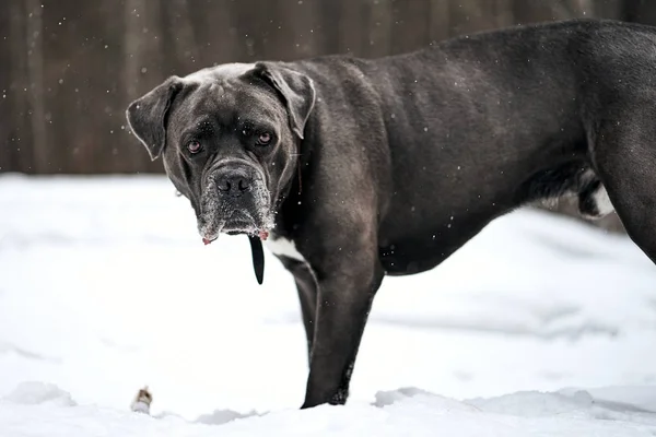 Серая трость корсо собака остановилась в зимнем лесу — стоковое фото