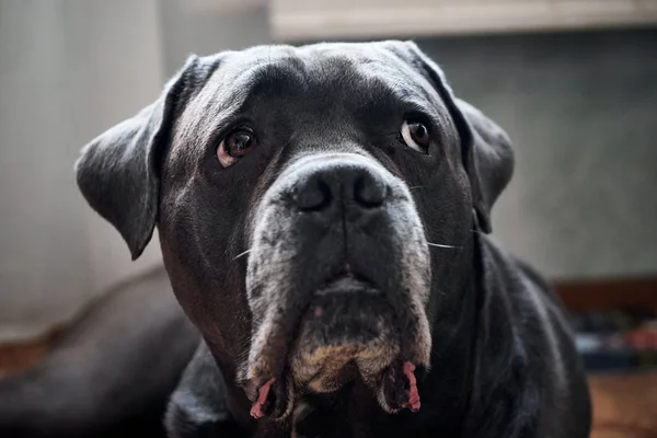 Grey Cane corso hond is tot op een vloer — Stockfoto
