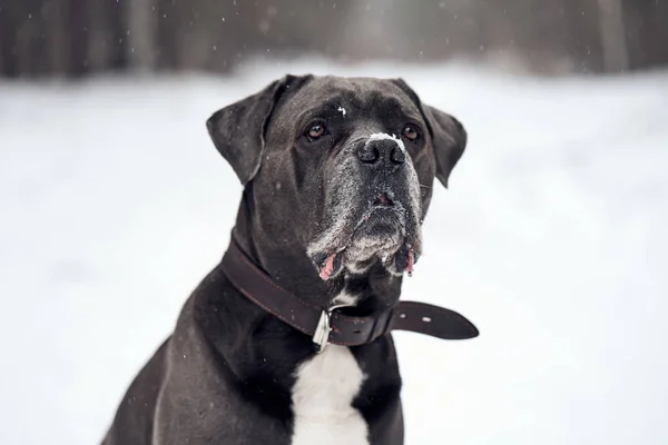Grey Cane corso hond zit in winter forest — Stockfoto