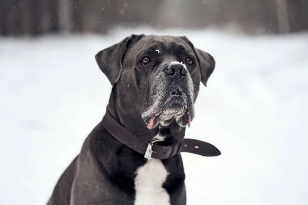 Gri Cane corso köpek kış orman içinde oturuyor — Stok fotoğraf