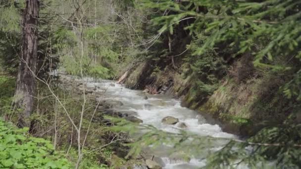 Tormentoso Río Montaña Bosque Clima Soleado Primavera — Vídeos de Stock