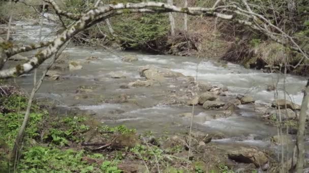 Stormy Mountain River Forest Spring Sunny Weather — Stock Video