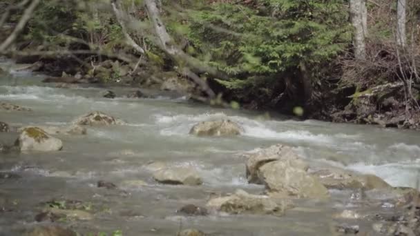 Tempestuoso Rio Montanha Floresta Primavera Tempo Ensolarado — Vídeo de Stock