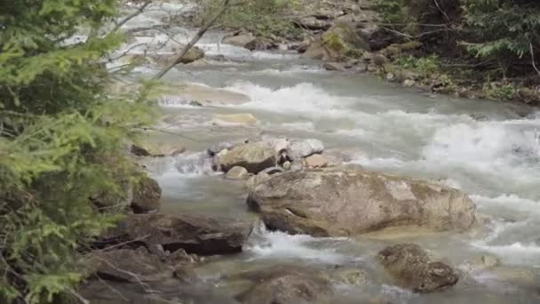 Tempestuoso Rio Montanha Floresta Primavera Tempo Ensolarado — Vídeo de Stock