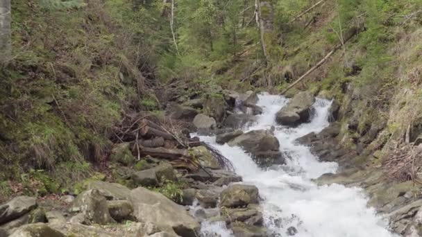 Bouřná Horská Řeka Lese Jarní Slunečné Počasí — Stock video