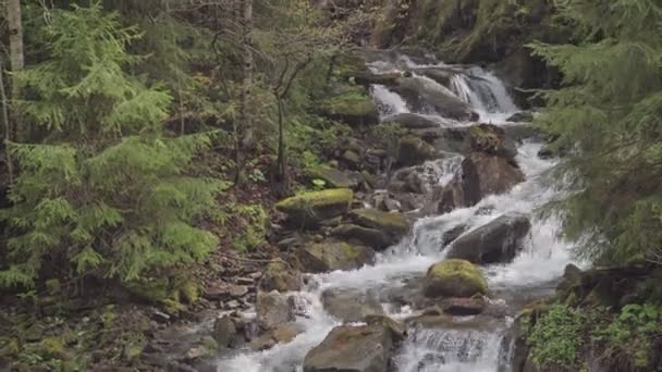 Rio de montanha tempestuoso na floresta — Vídeo de Stock