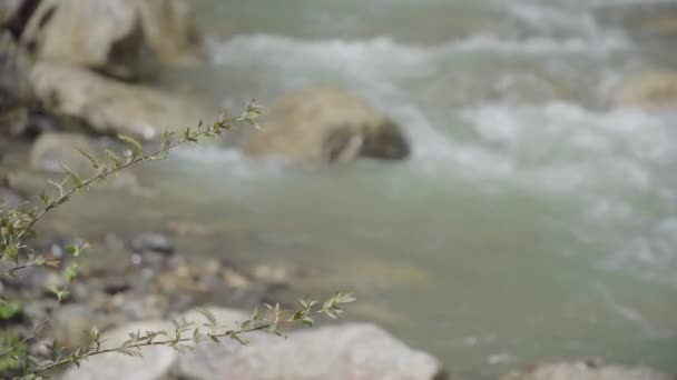在森林里的暴风雨山区河流 — 图库视频影像