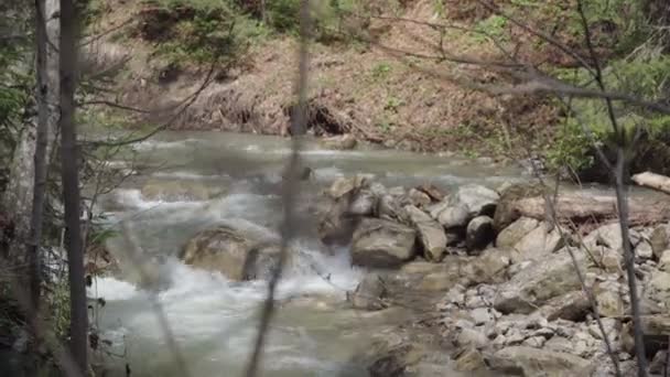 Rio de montanha tempestuoso na floresta — Vídeo de Stock