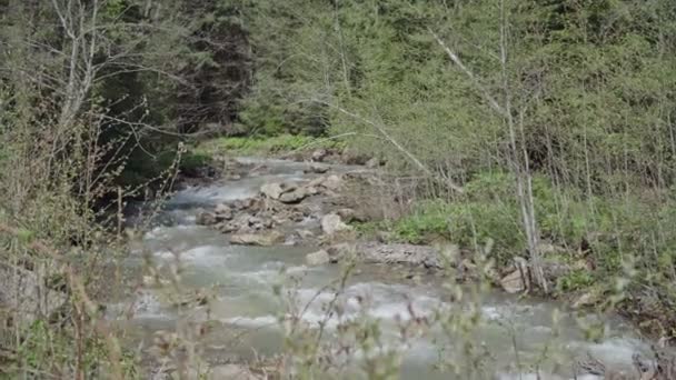 Tormentoso río de montaña en el bosque — Vídeo de stock