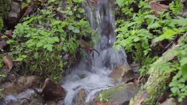 Stürmischer Gebirgsfluss Wald Sonniges Frühlingswetter — Stockvideo