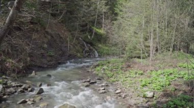 ormanda fırtınalı dağ nehri, bahar güneşli hava