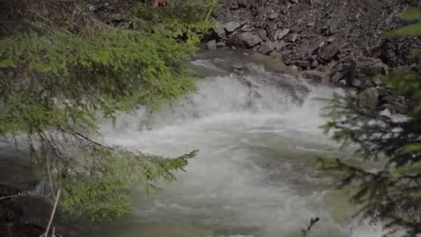 Tempestuoso Rio Montanha Floresta Primavera Tempo Ensolarado — Vídeo de Stock