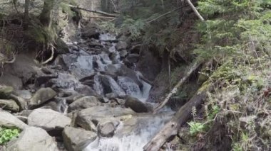 ormanda fırtınalı dağ nehri, bahar güneşli hava