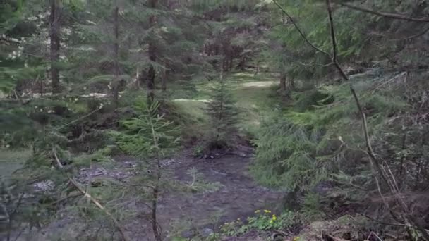 rivière de montagne orageuse dans la forêt, printemps temps ensoleillé 