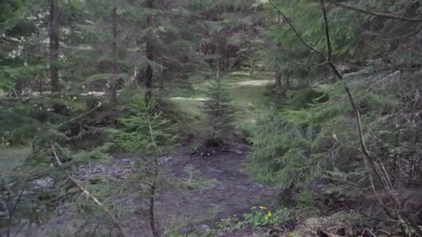 Fiume Montagna Tempestoso Nella Foresta Tempo Soleggiato Primavera — Video Stock