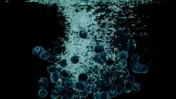 Les bleuets biologiques et frais tombent élégamment dans l'eau et remontent vers la surface .