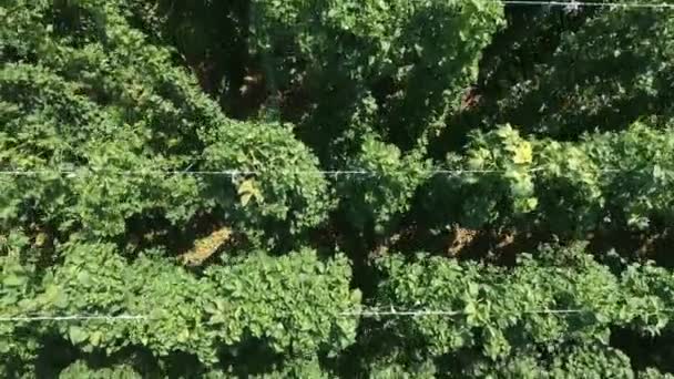 Hopfenanbau Einem Schönen Slowenien Ist Ein Schöner Sommertag Luftaufnahme — Stockvideo