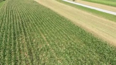 Güneşli bir yaz gününde mısır ve buğday ın muazzam tarlaüzerinde uçuş.