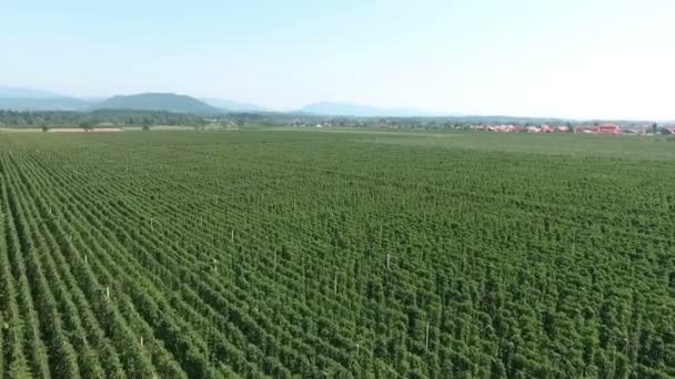 Eastern Slovenia Rich Hops Summer Time Time Pick Hops Aerial — Stock Video