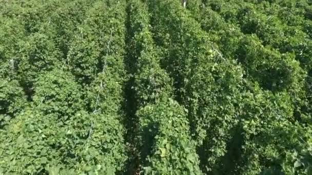 Hop Growing Small Town Slovenia Leaves Green Nice Summer Day — Stock Video