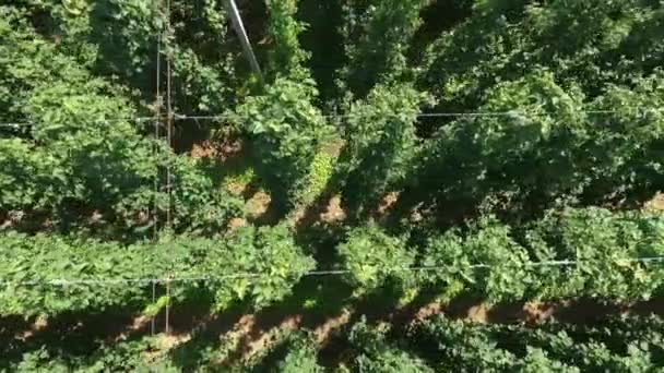 Le houblon est au milieu de la nature dans une petite ville de Slovénie. C'est l'heure d'été et le houblon est vraiment vert .