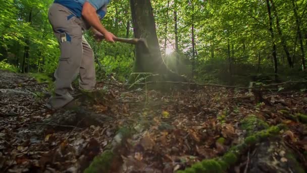 Strong Male Lumberjack Cutting Spruce Trunk Extra Sharp Hatchet Brandishing — Stock Video