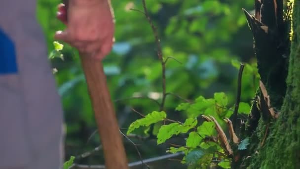 Ouderling Houthakker Daalt Het Hatchet Leunt Het Tegen Mossy Tree — Stockvideo